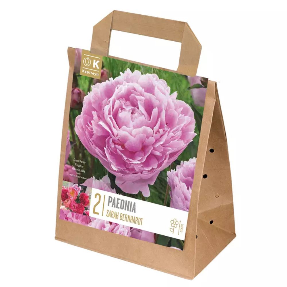 Kapiteyn 2 Paeonia lactiflora 'Sarah Bernhardt' Bulbs