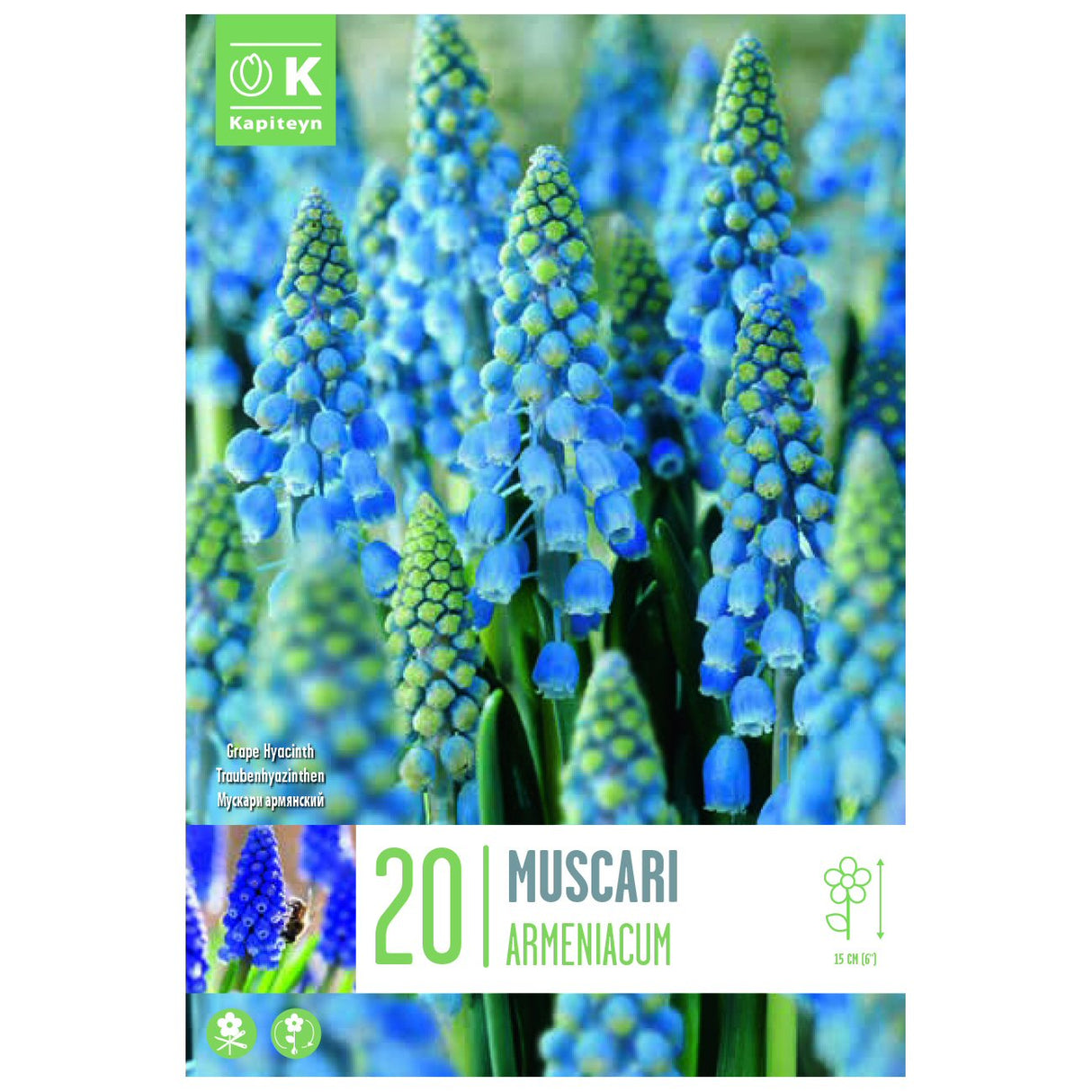 Kapiteyn 20 Muscari Armeniacum Spring Flowering Bulbs