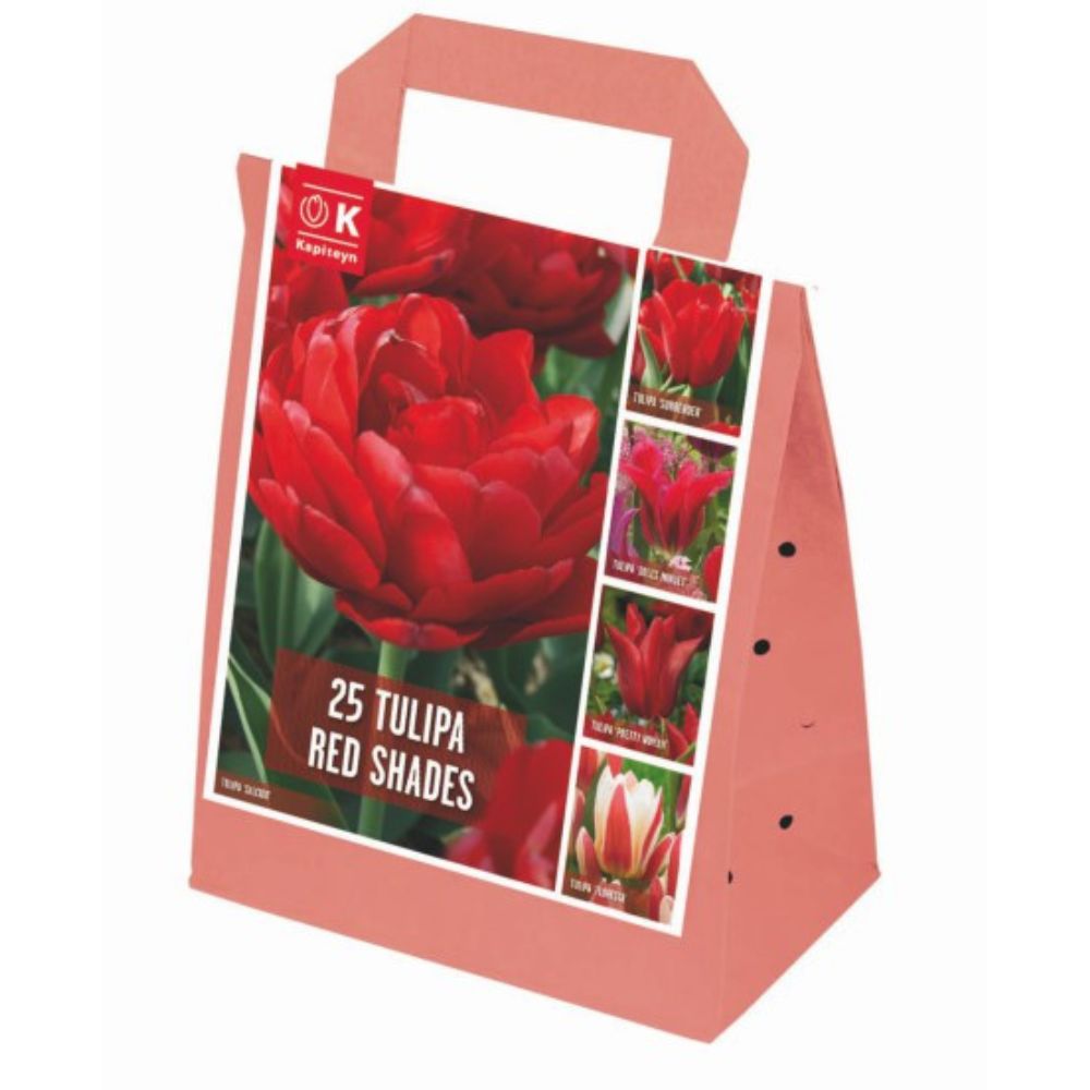 Kapiteyn 25 Red Shades Tulip Spring Flowering Bulbs