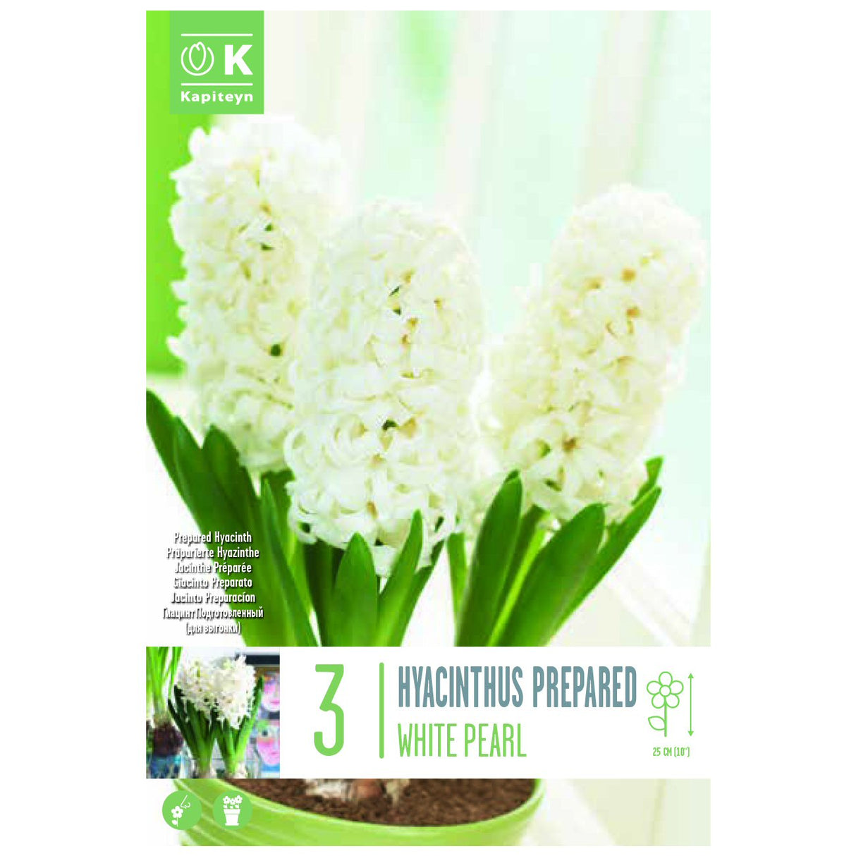 Kapiteyn 3 E.F. White Pearl Hyacinth Spring Flowering Bulbs