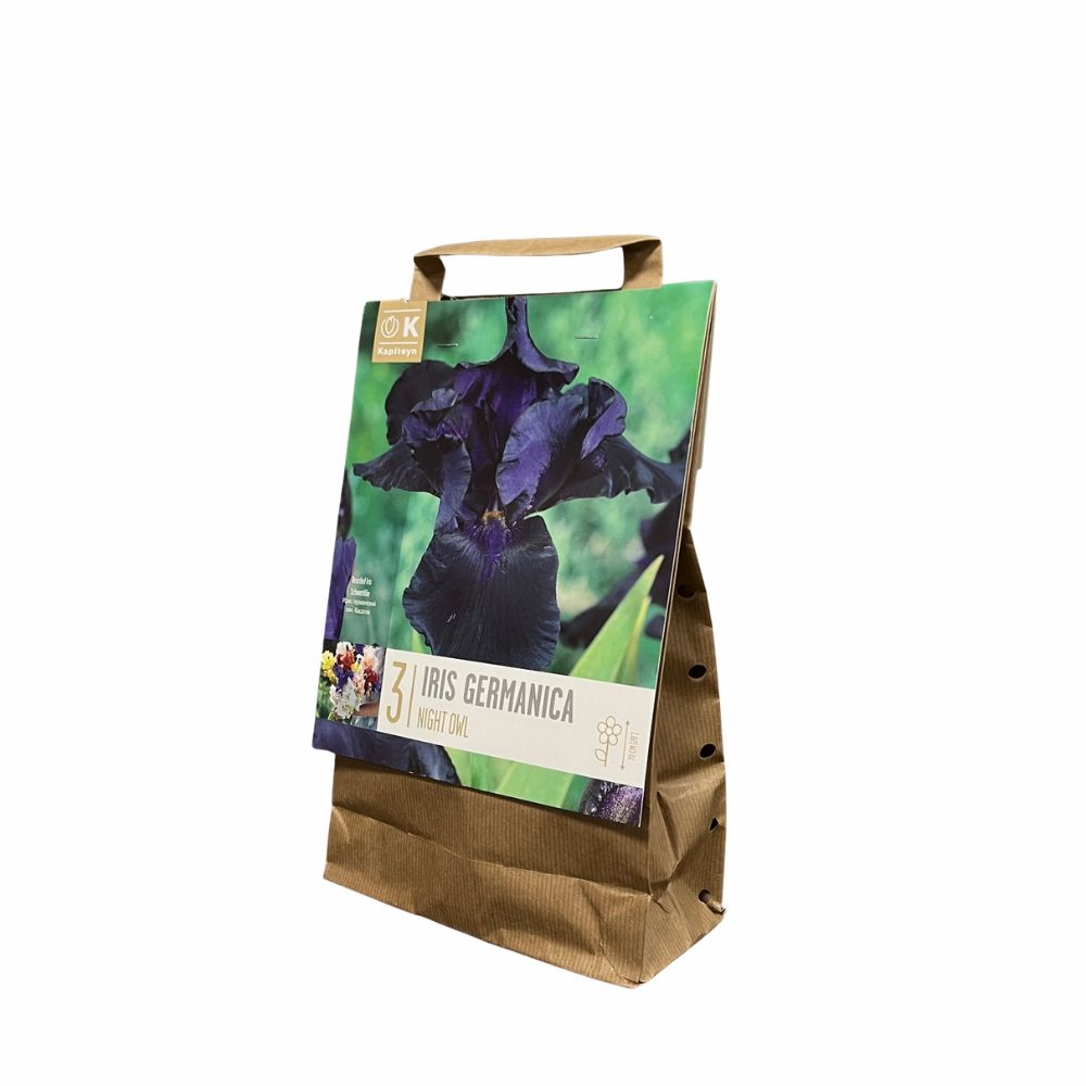 Kapiteyn 3 Iris germanica 'Night Owl' Bulbs