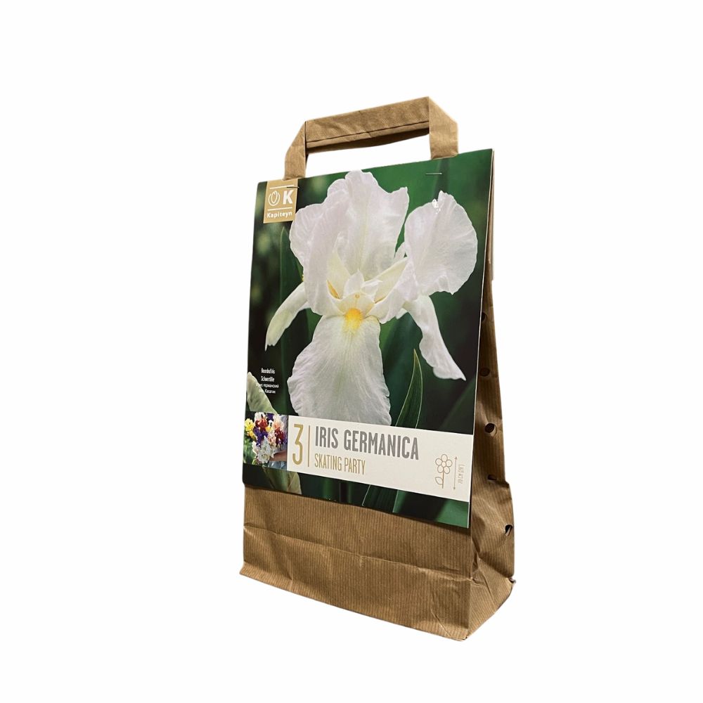 Kapiteyn 3 Iris germanica 'Skating Party' Bulbs