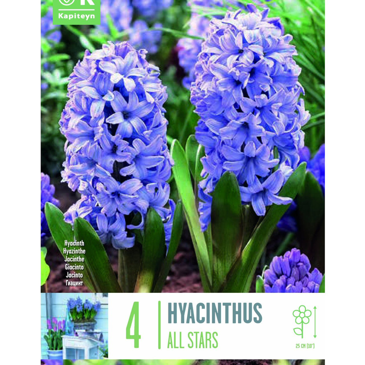 Kapiteyn 4 All Stars Hyacinthus Spring Flowering Bulbs