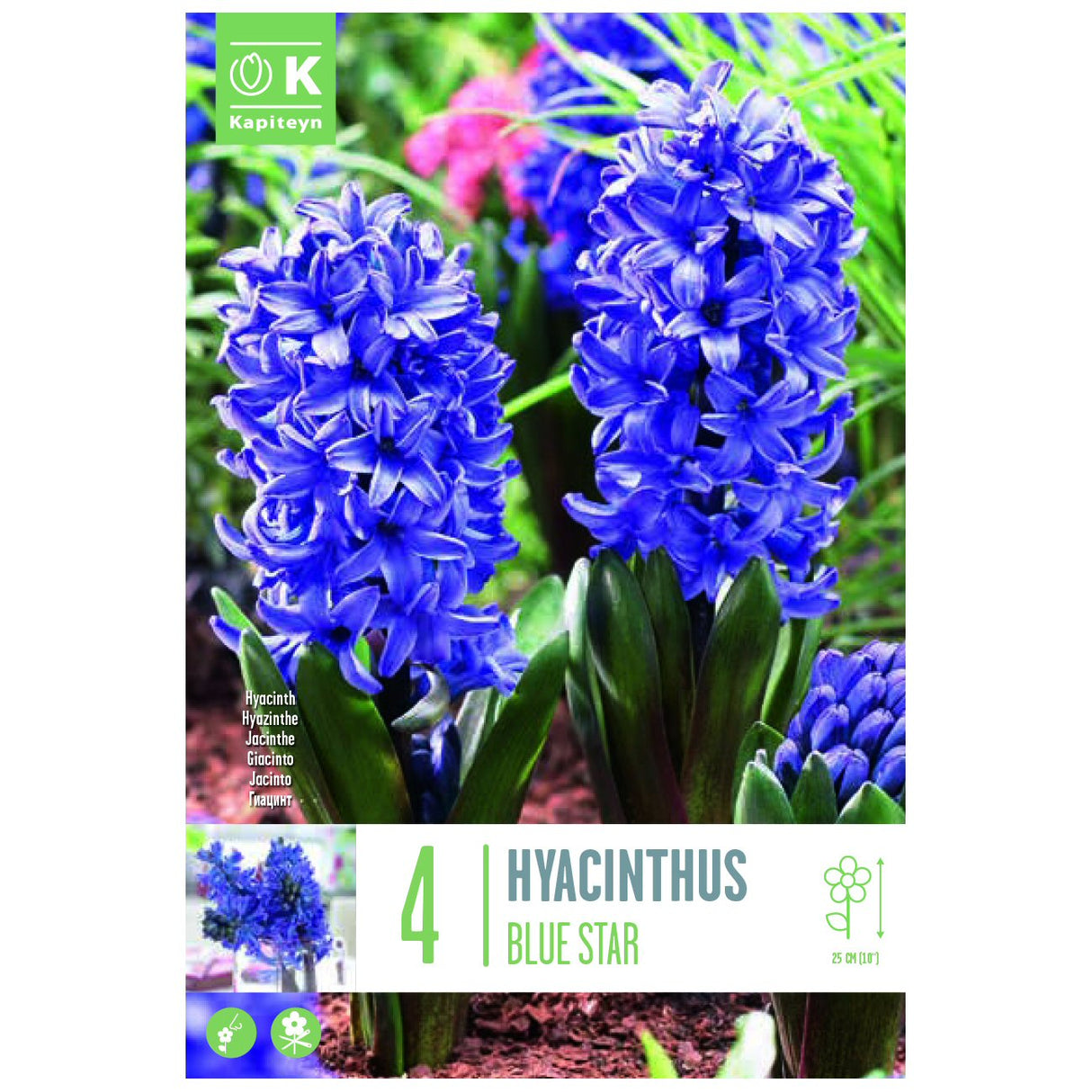 Kapiteyn 4 Blue Star Hyacinth Spring Flowering Bulbs