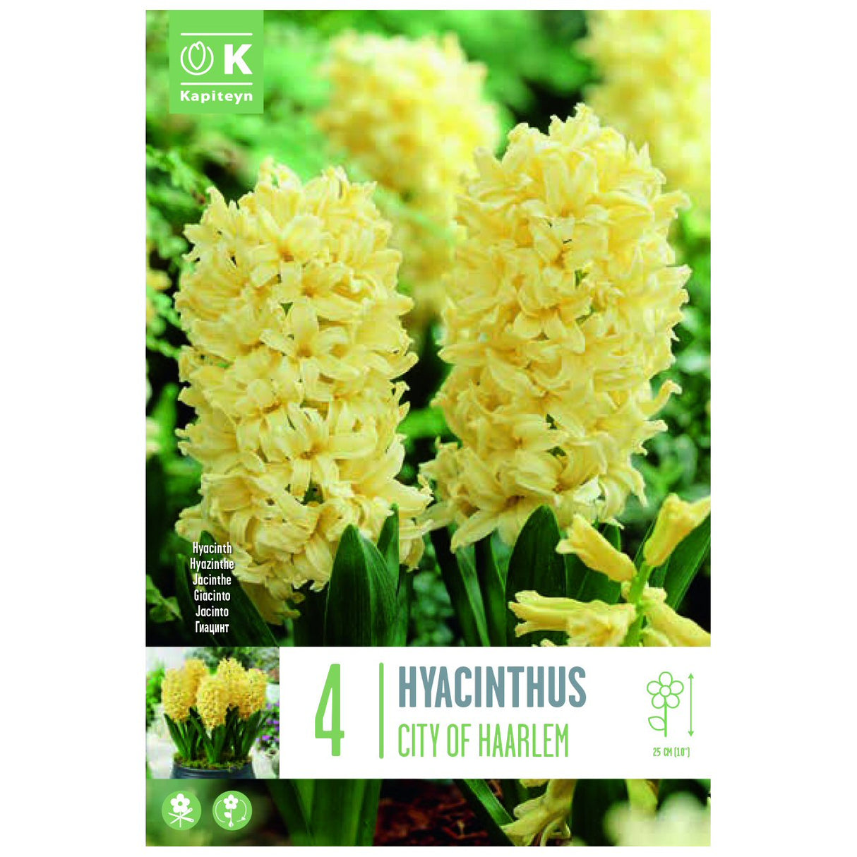 Kapiteyn 4 City of Haarlem Hyacinth Spring Flowering Bulbs