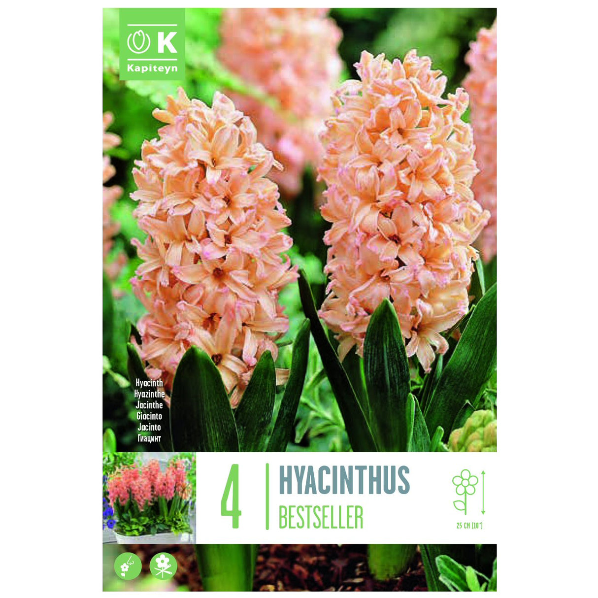 Kapiteyn 4 Bestseller Hyacinthus Spring Flowering Bulbs