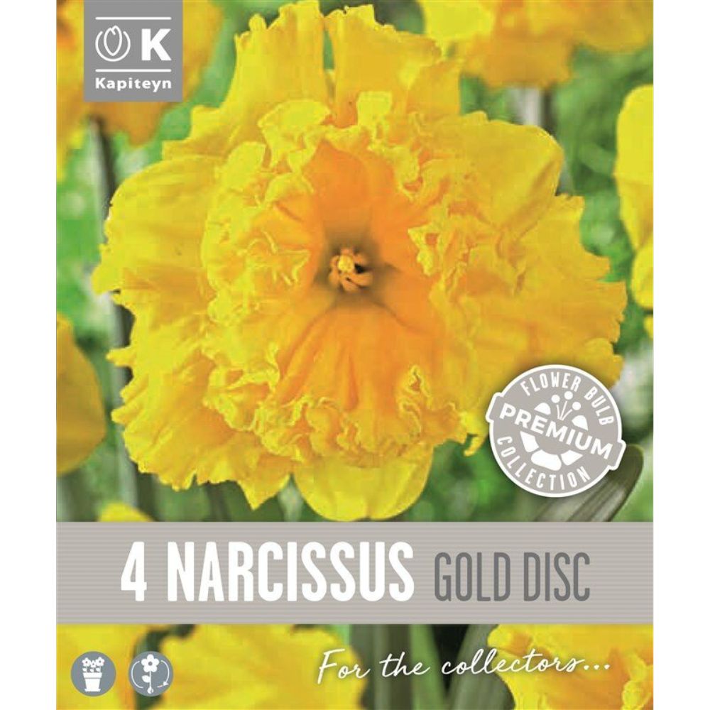 Kapiteyn 4 Narcissus Collar Gold Disc Spring Flowering Bulbs