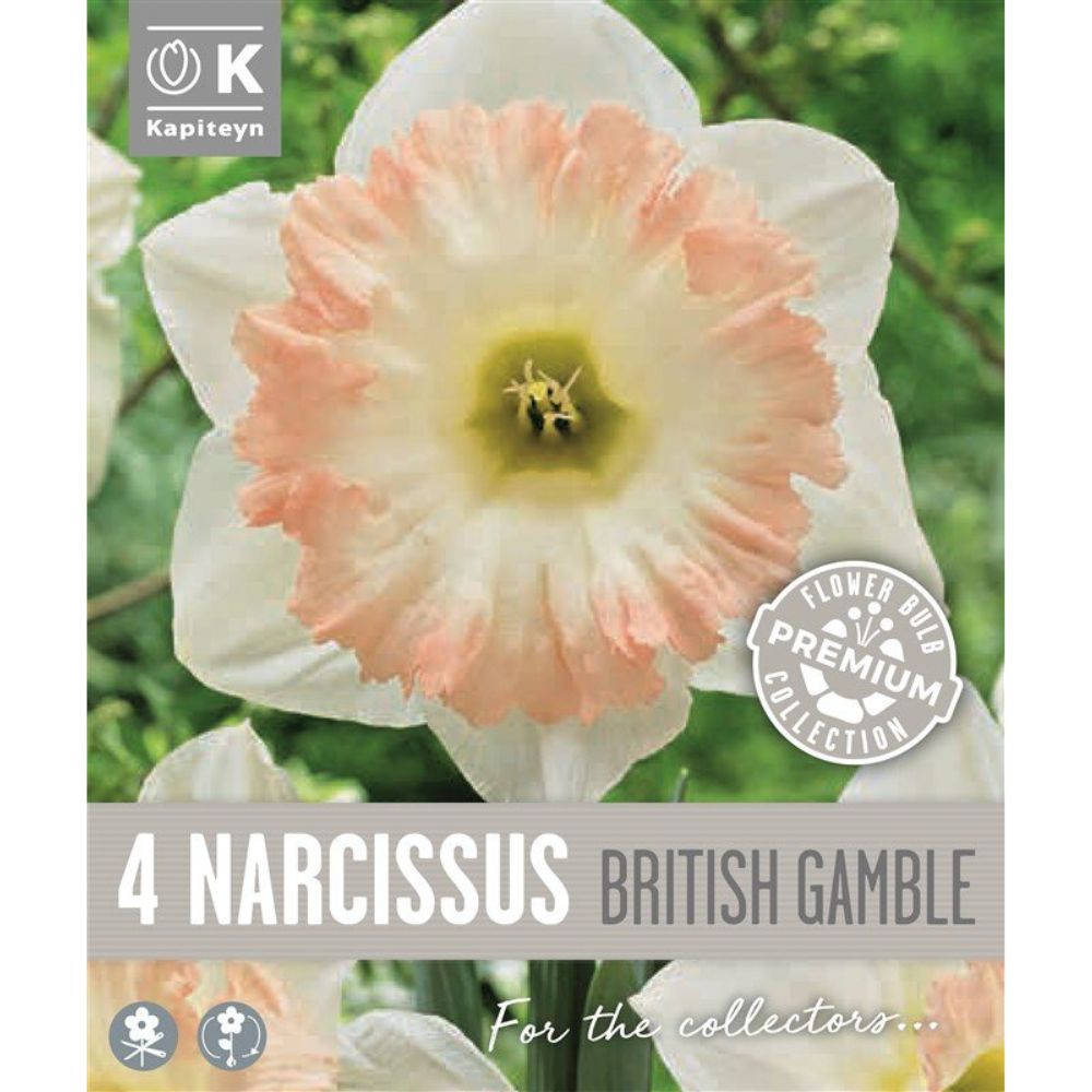 Kapiteyn 4 Narcissus Trumpet British Gamble Spring Flowering Bulbs