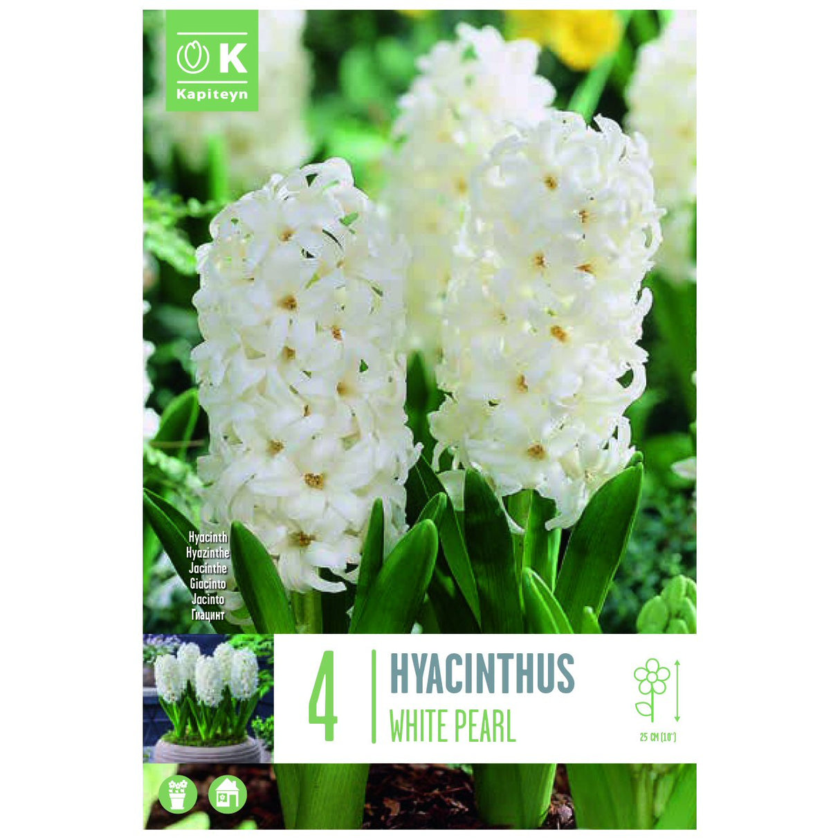 Kapiteyn 4 White Pearl Hyacinth Spring Flowering Bulbs