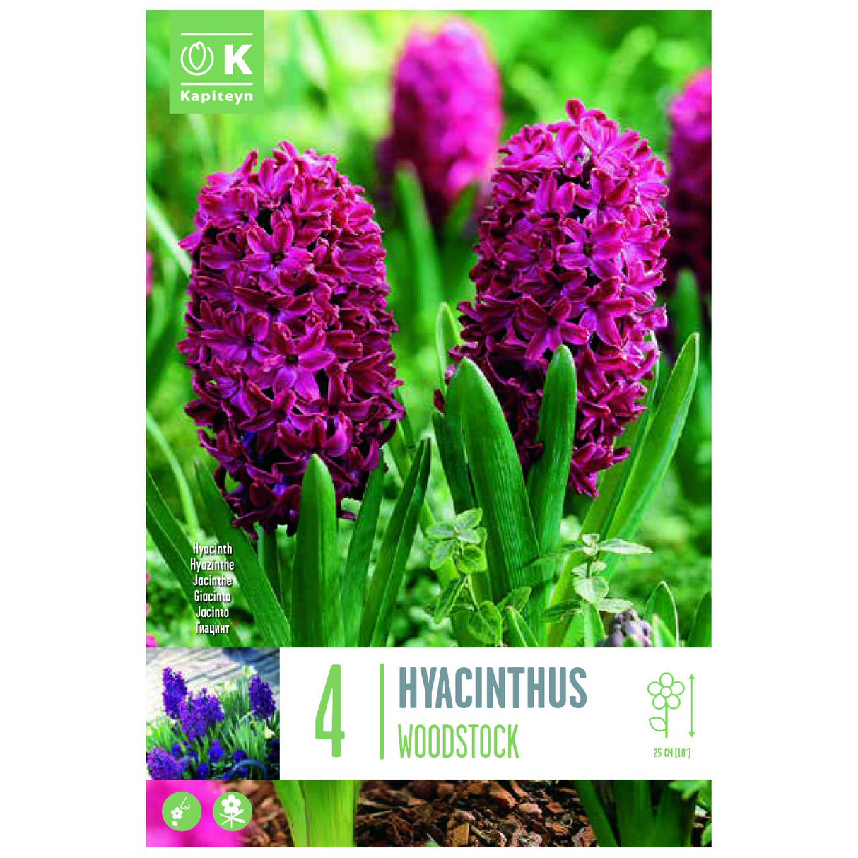 Kapiteyn 4 Woodstock Hyacinth Spring Flowering Bulbs