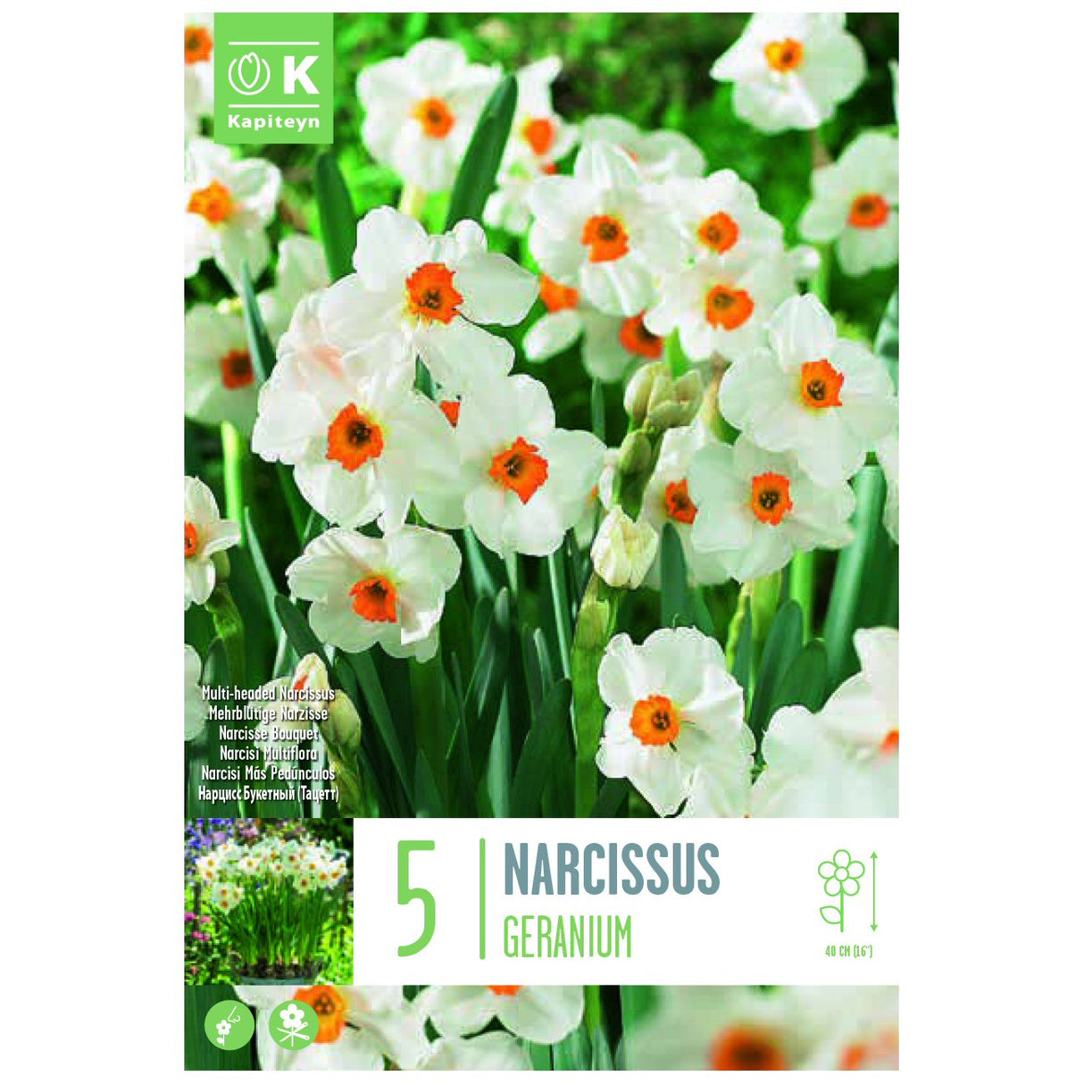 Kapiteyn 5 Geranium Multi Headed Narcissus Spring Flowering Bulbs