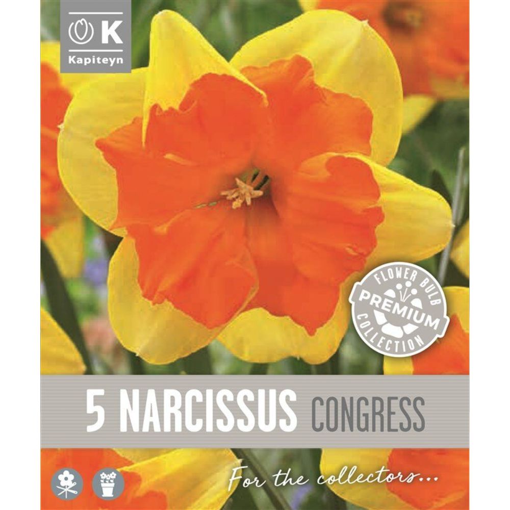 Kapiteyn 5 Narcissus Collar Congress Spring Flowering Bulbs