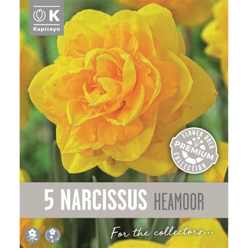 Kapiteyn 5 Narcissus Double Heamoor Spring Flowering Bulbs
