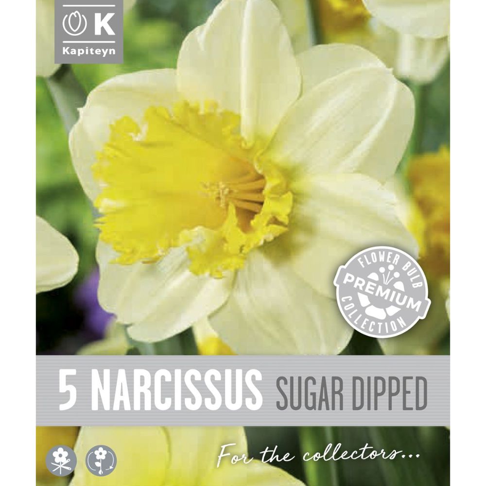 Kapiteyn 5 Narcissus Sugar Dipped Daffodil Spring Flower Bulbs