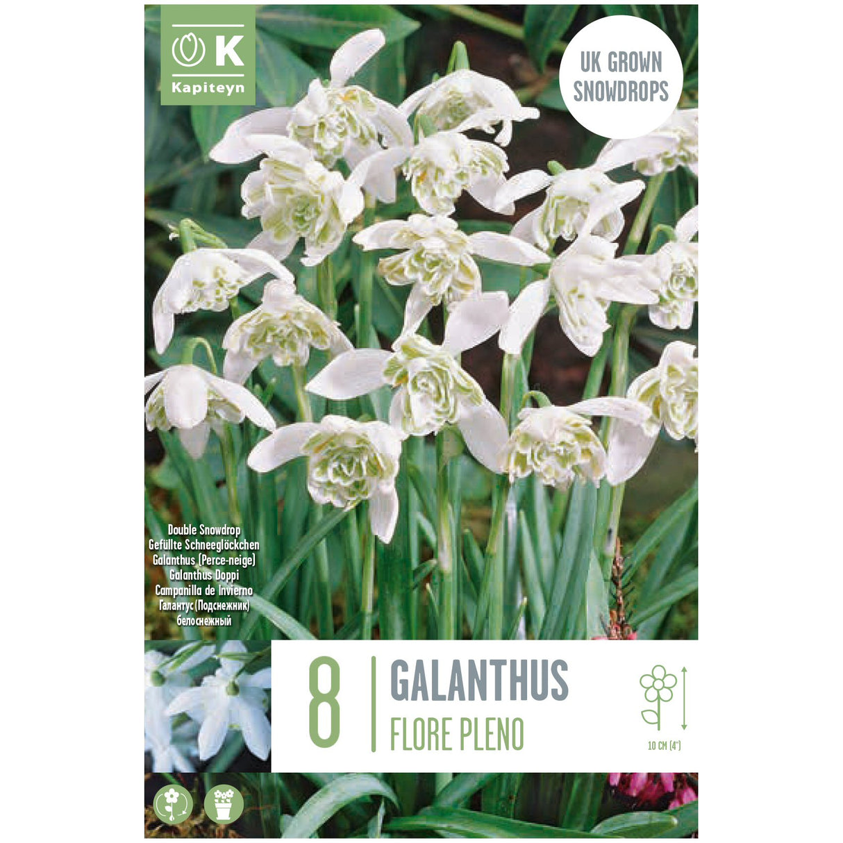 Kapiteyn 8 Galanthus nivalis 'Flore Pleno' Double Snowdrop Spring Flowering Bulbs