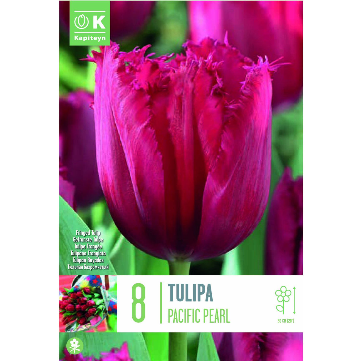 Kapiteyn 8 Pacific Pearl Fringed Tulip Spring Flowering Bulbs