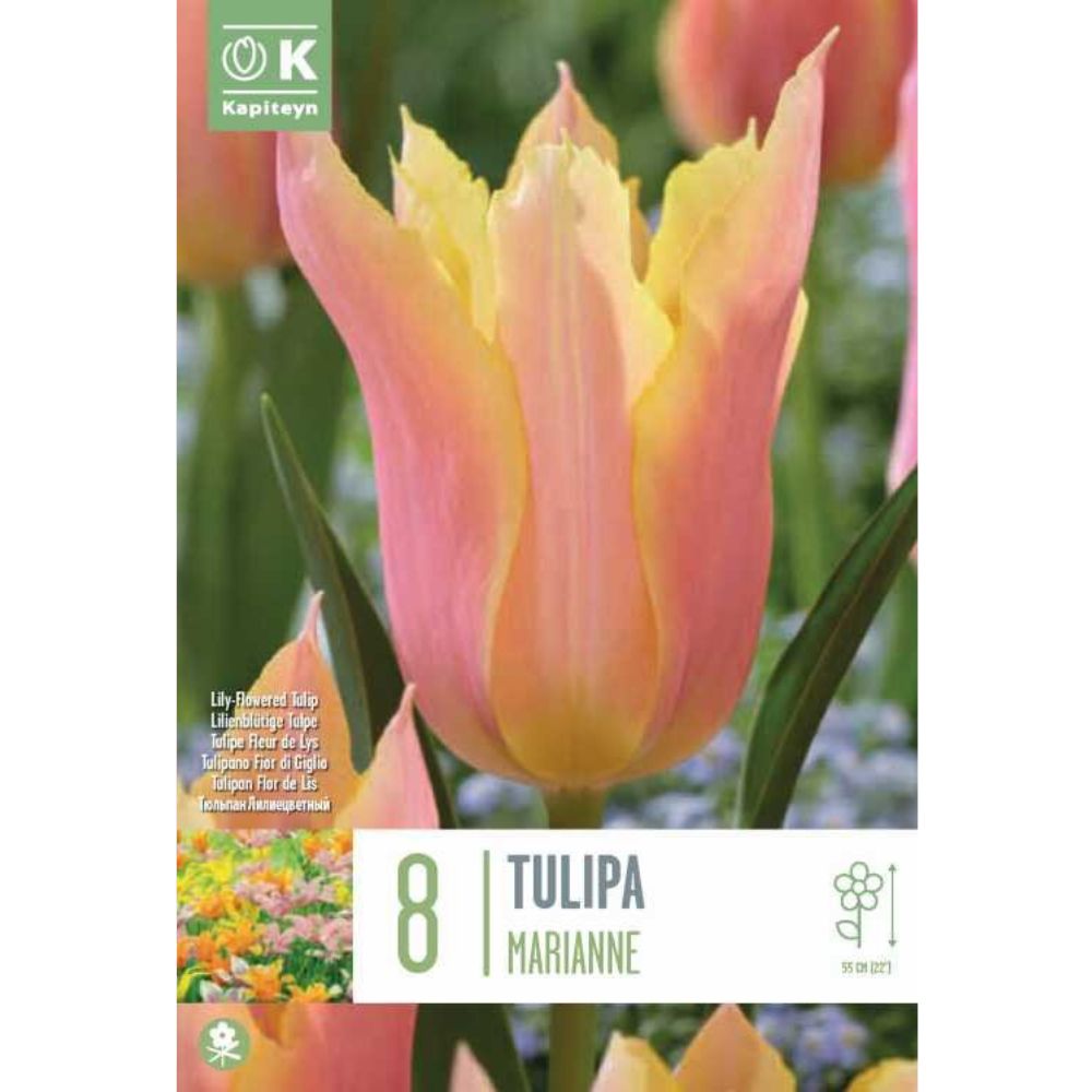 Kapiteyn 8 Tulip 'Lily Flowered Marianne' Spring Flowering Bulbs