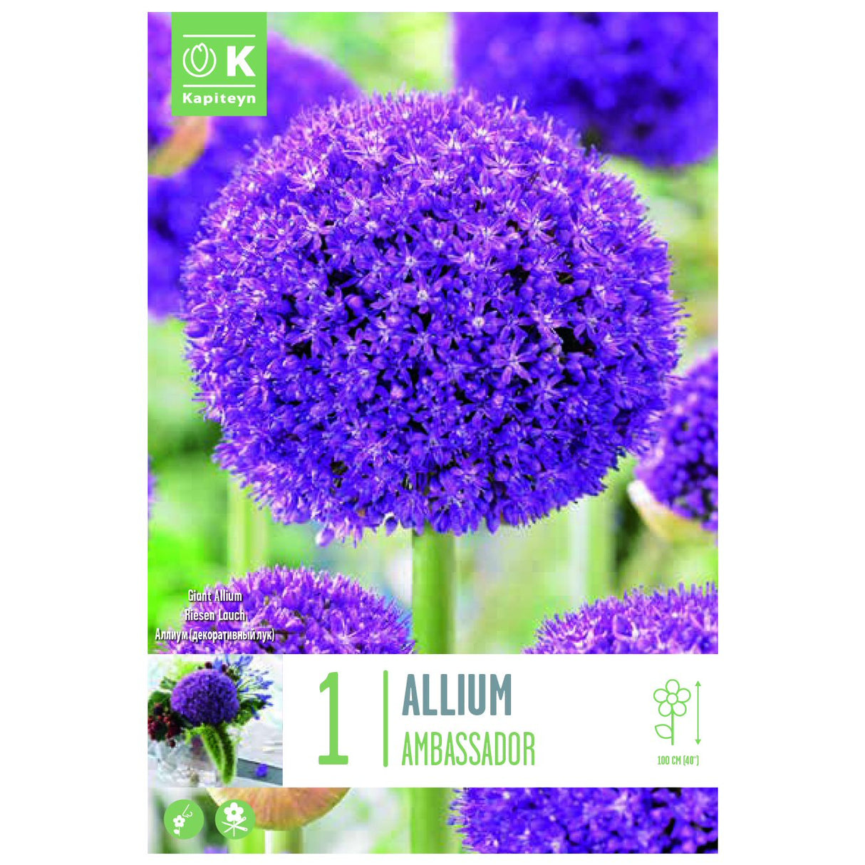 Kapiteyn 1 Ambassador Allium Spring Flowering Bulb