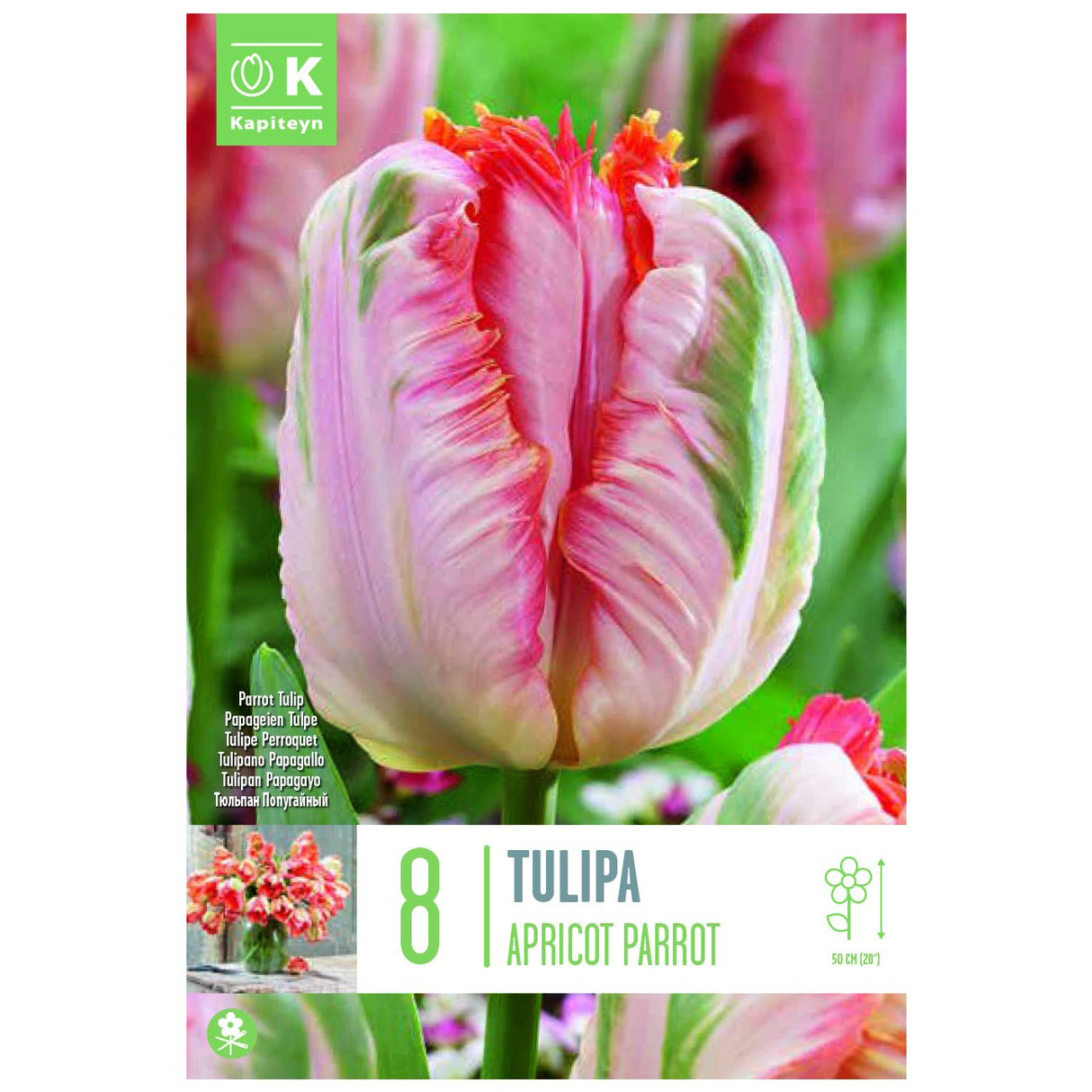 Kapiteyn 8 Apricot Parrot Tulip Spring Flowering Bulbs