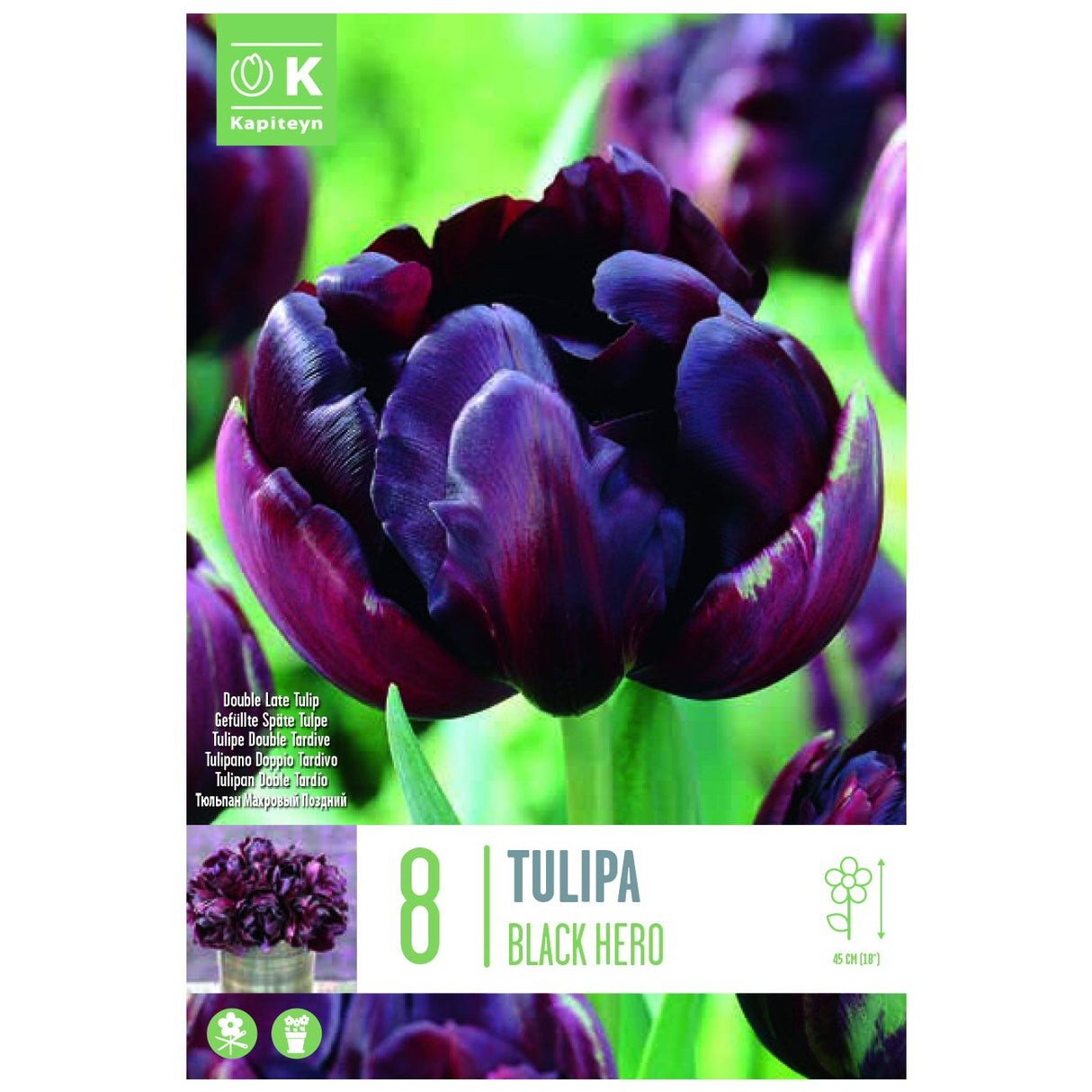 Kapiteyn 8 Black Hero Double Late Tulip Spring Flowering Bulbs