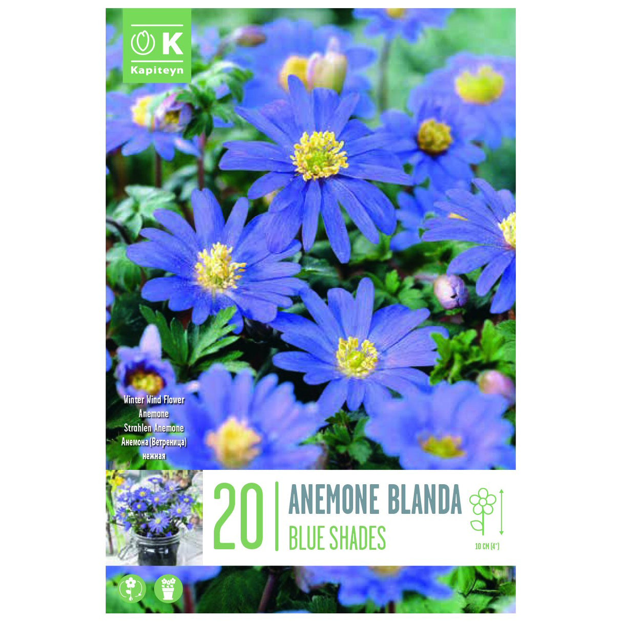 Kapiteyn 20 Blue Shades Anemone Blanda Spring Flowering Bulbs