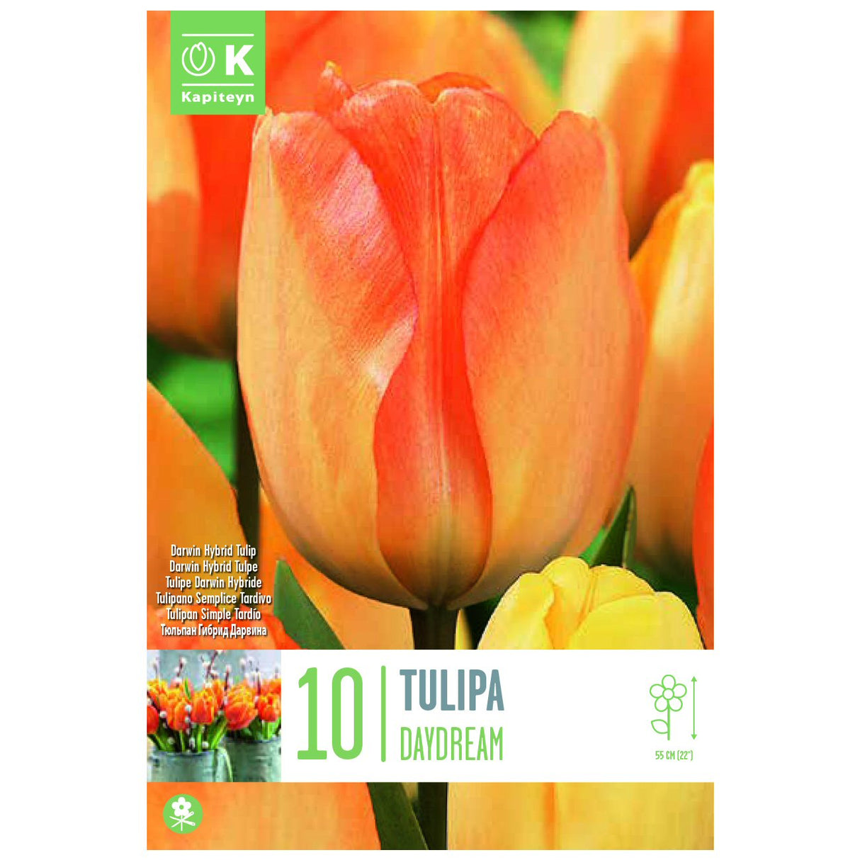 Kapiteyn 10 Daydream Darwin Hybrid Tulip Spring Flowering Bulbs