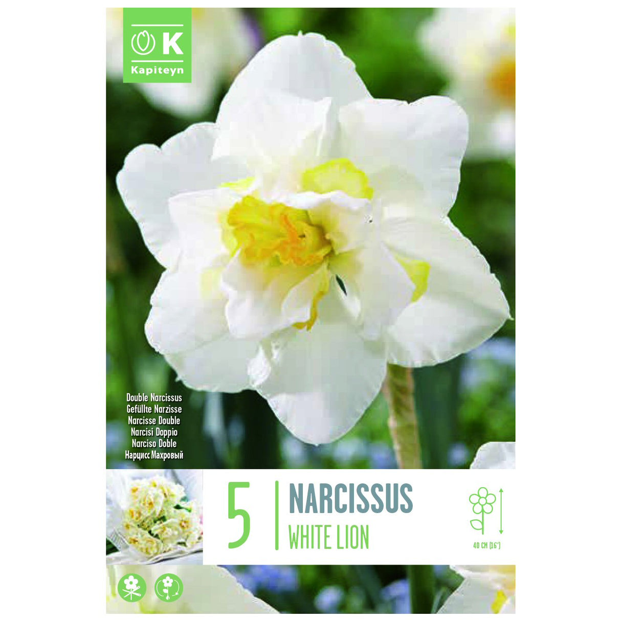 Kapiteyn 5 Double White Lion Narcissus Daffodil Spring Flowering Bulbs