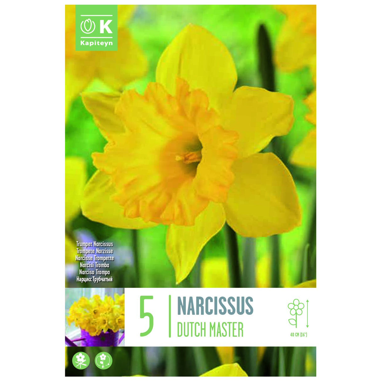 Kapiteyn 5 Dutch Master Narcissus Daffodil Spring Flowering Bulbs