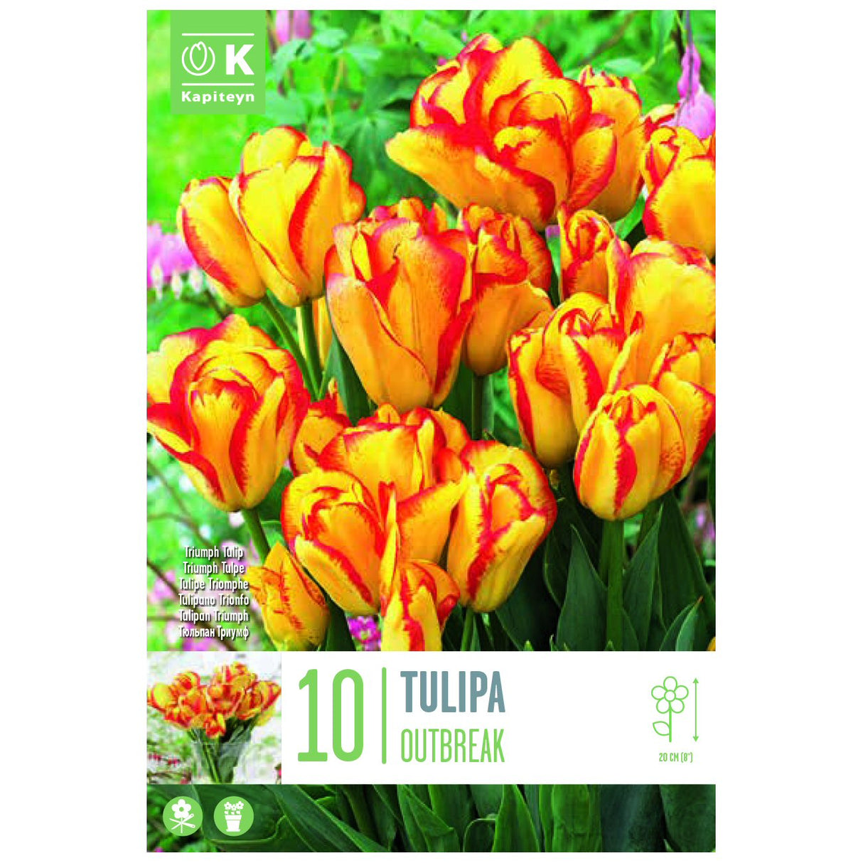 Kapiteyn 10 Dwarf Outbreak Triumph Tulip Spring Flowering Bulbs