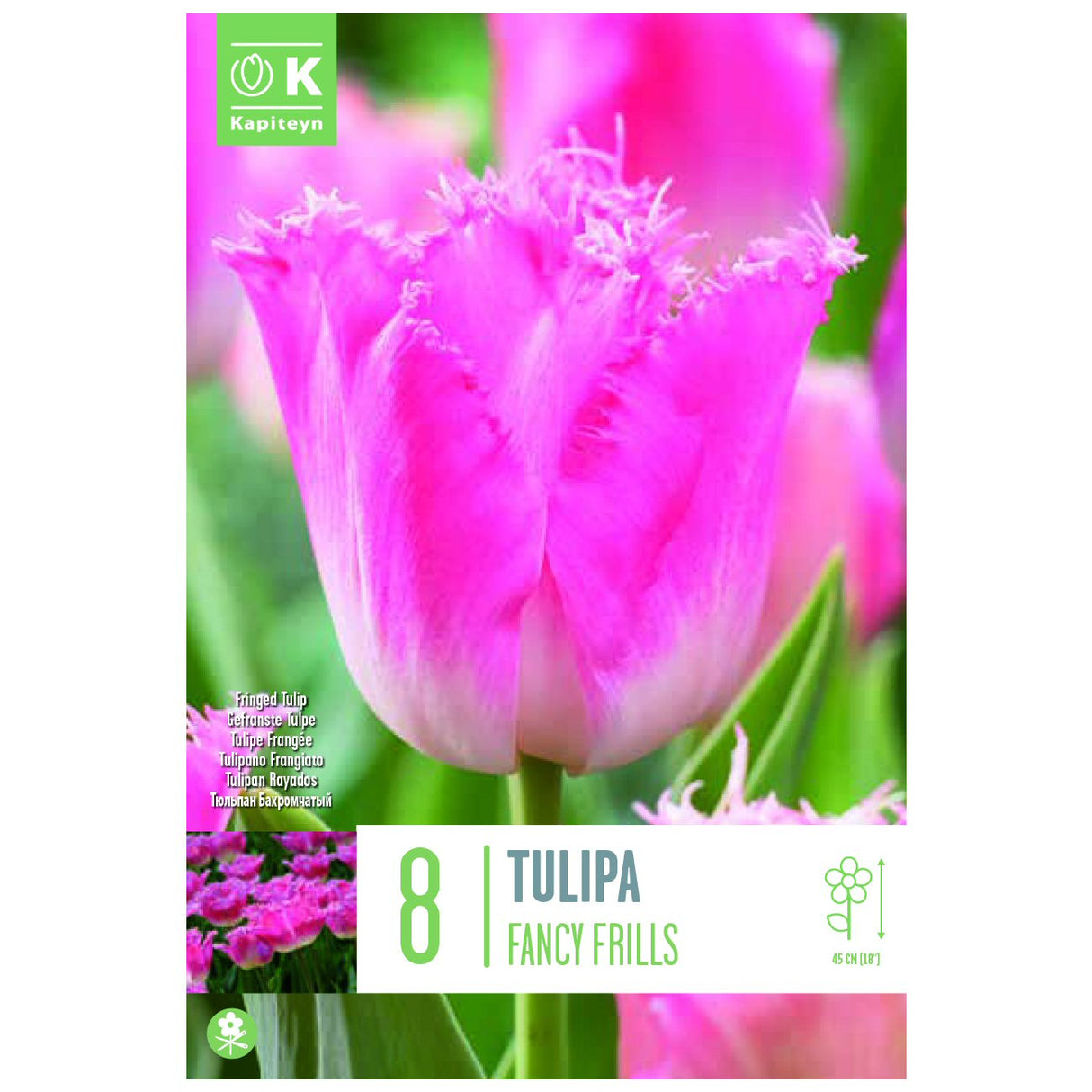 Kapiteyn 8 Fancy Frills Fringed Tulip Spring Flowering Bulbs