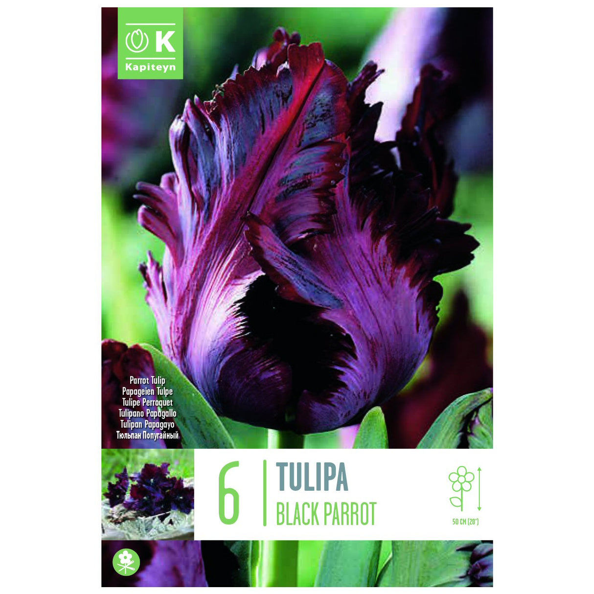 Kapiteyn 6 Black Parrot Tulip Spring Flowering Bulbs