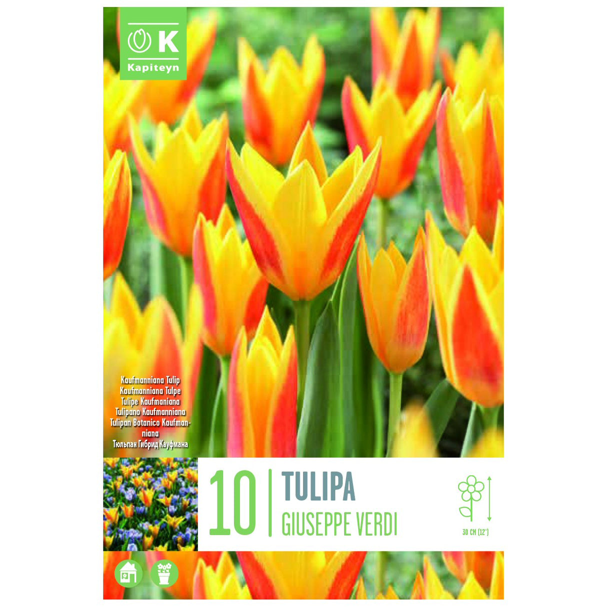 Kapiteyn 10 Giuseppe Verdi Kaufmanniana Tulip Spring Flowering Bulbs