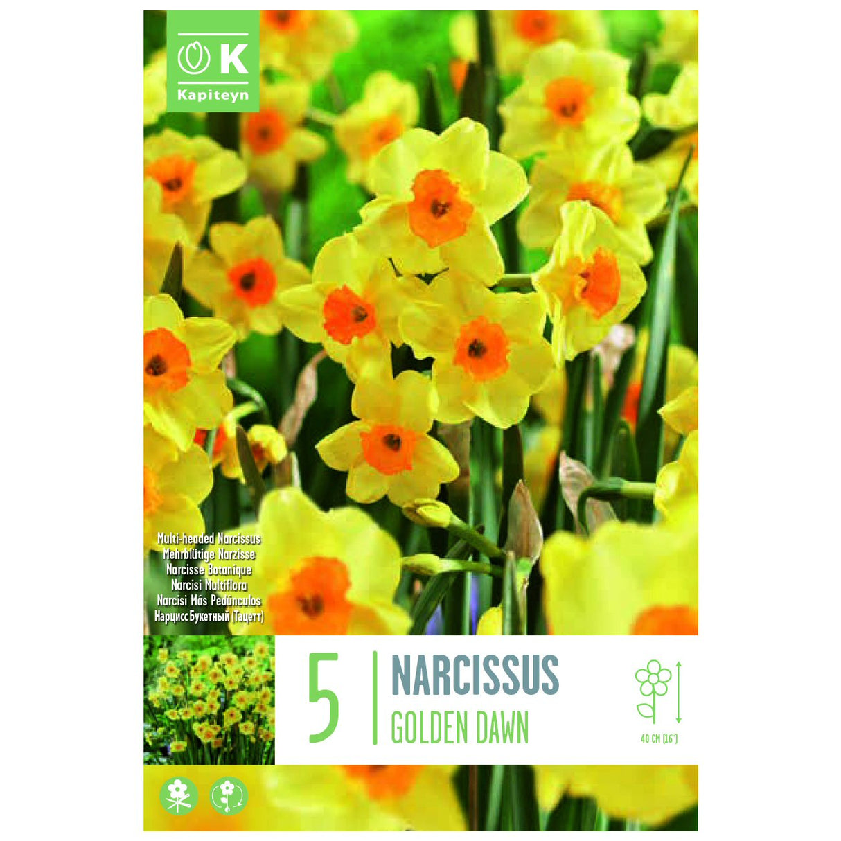 Kapiteyn 5 Golden Dawn Narcissus Daffodil Spring Flowering Bulbs