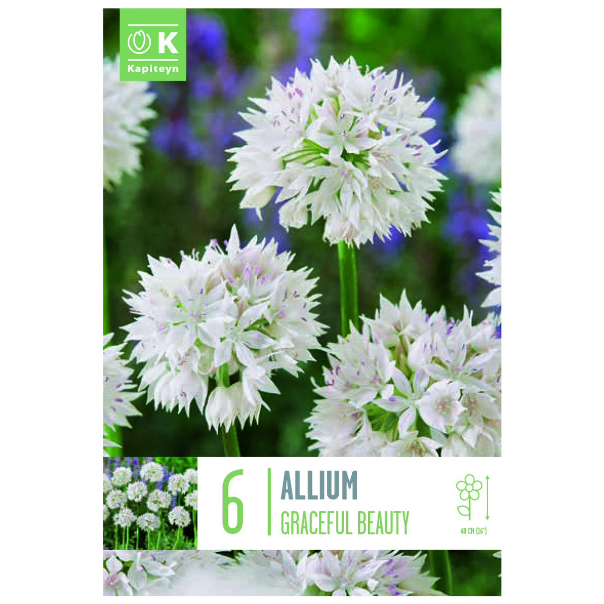 Kapiteyn 6 Graceful Beauty Amplectens Allium Spring Flowering Bulbs