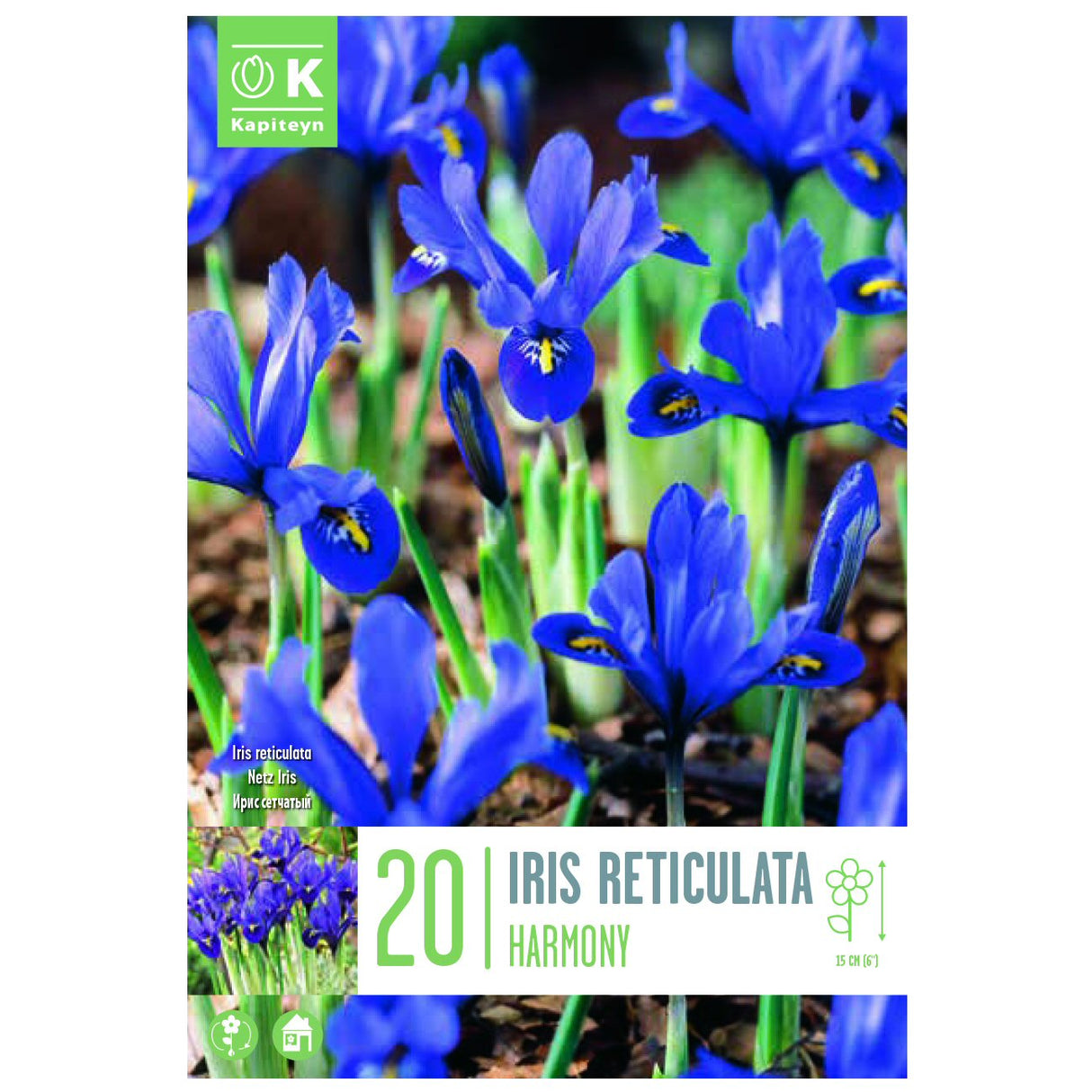 Kapiteyn 20 Harmony Iris Reticulata Spring Flowering Bulbs