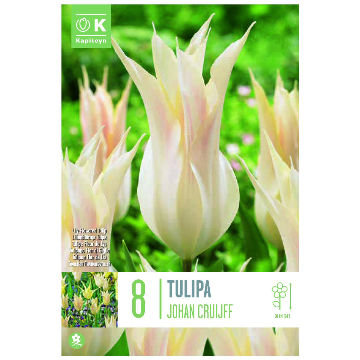Kapiteyn 8 Johan Cruijff Lily-Flowered Tulip Spring Flowering Bulbs
