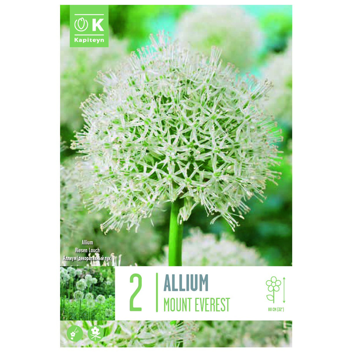 Kapiteyn 2 Mount Everest Allium Spring Flowering Bulbs