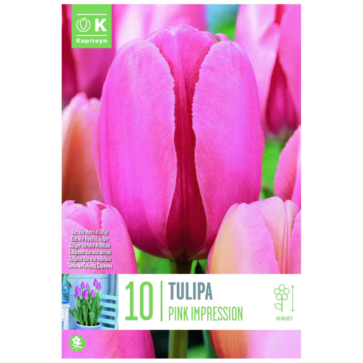 Kapiteyn 10 Hybrid Pink Impression Darwin Tulip Spring Flowering Bulbs