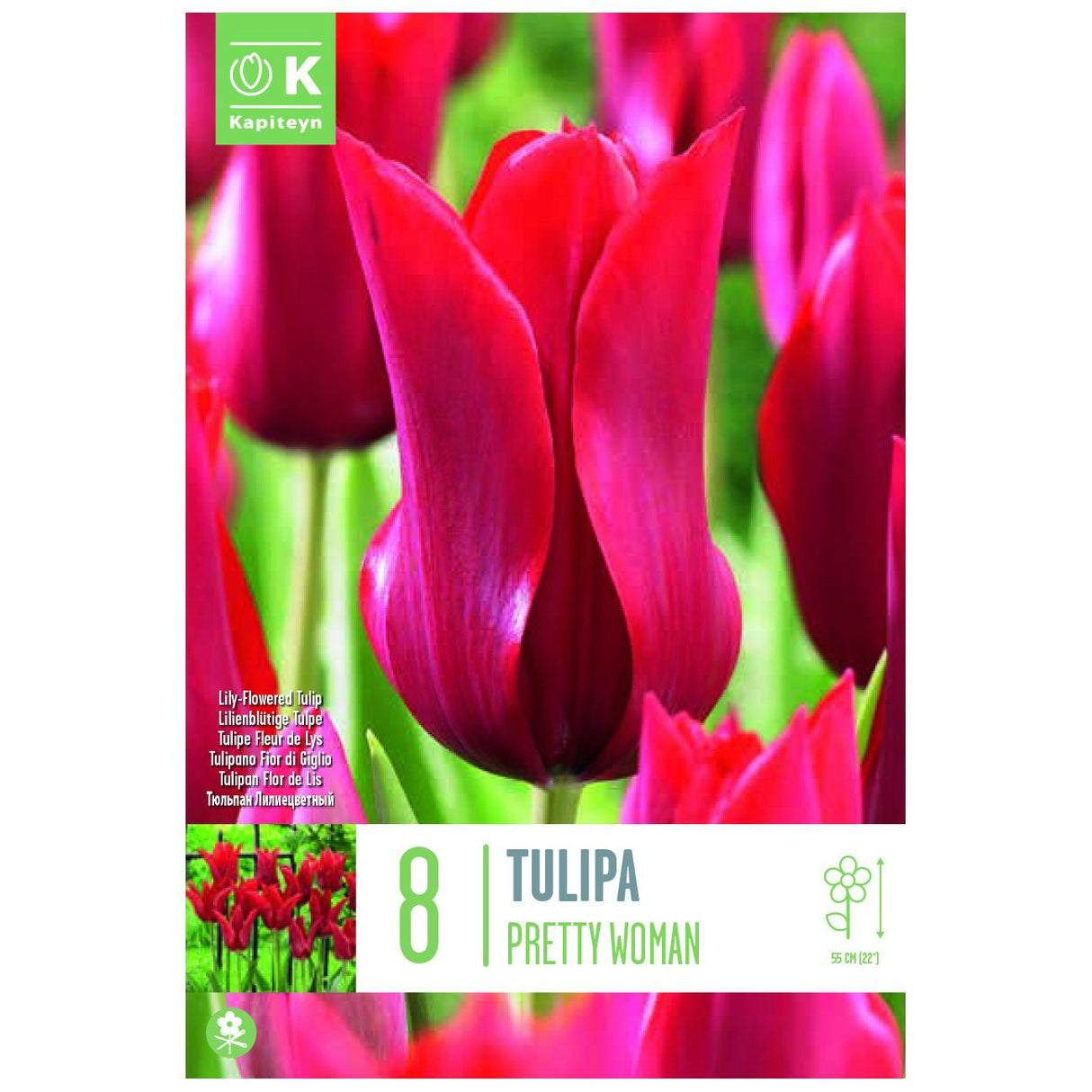 Kapiteyn 8 Pretty Woman Lily-Flowered Tulip Spring Flowering Bulbs
