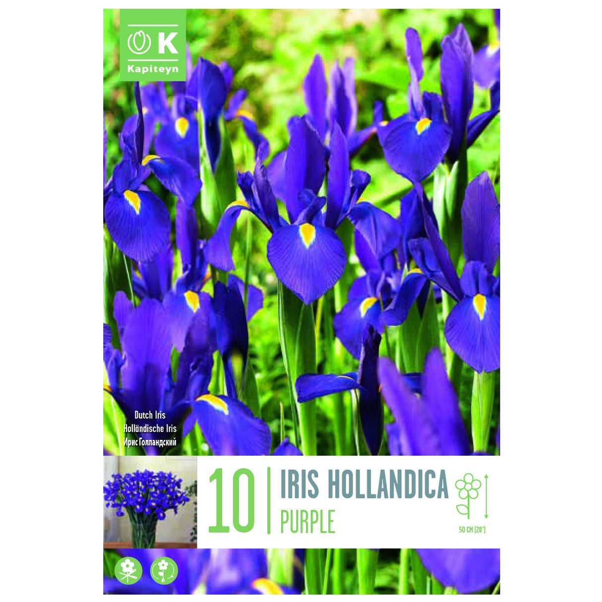 Kapiteyn 10 Purple Iris Hollandica Spring Flowering Bulbs