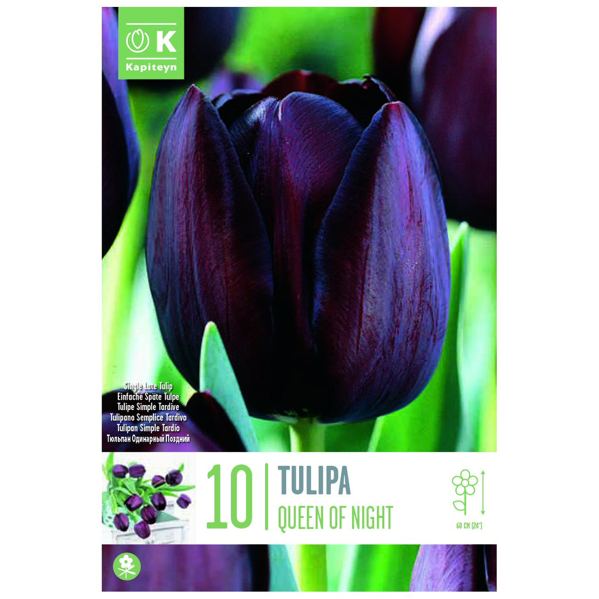 Kapiteyn 10 Queen Of Night Single Late Tulip Spring Flowering Bulbs