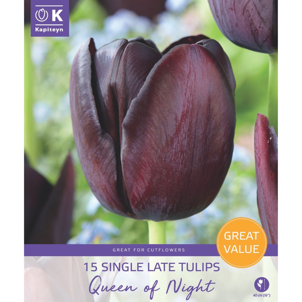 Kapiteyn 15 Queen of Night Tulip Bulbs