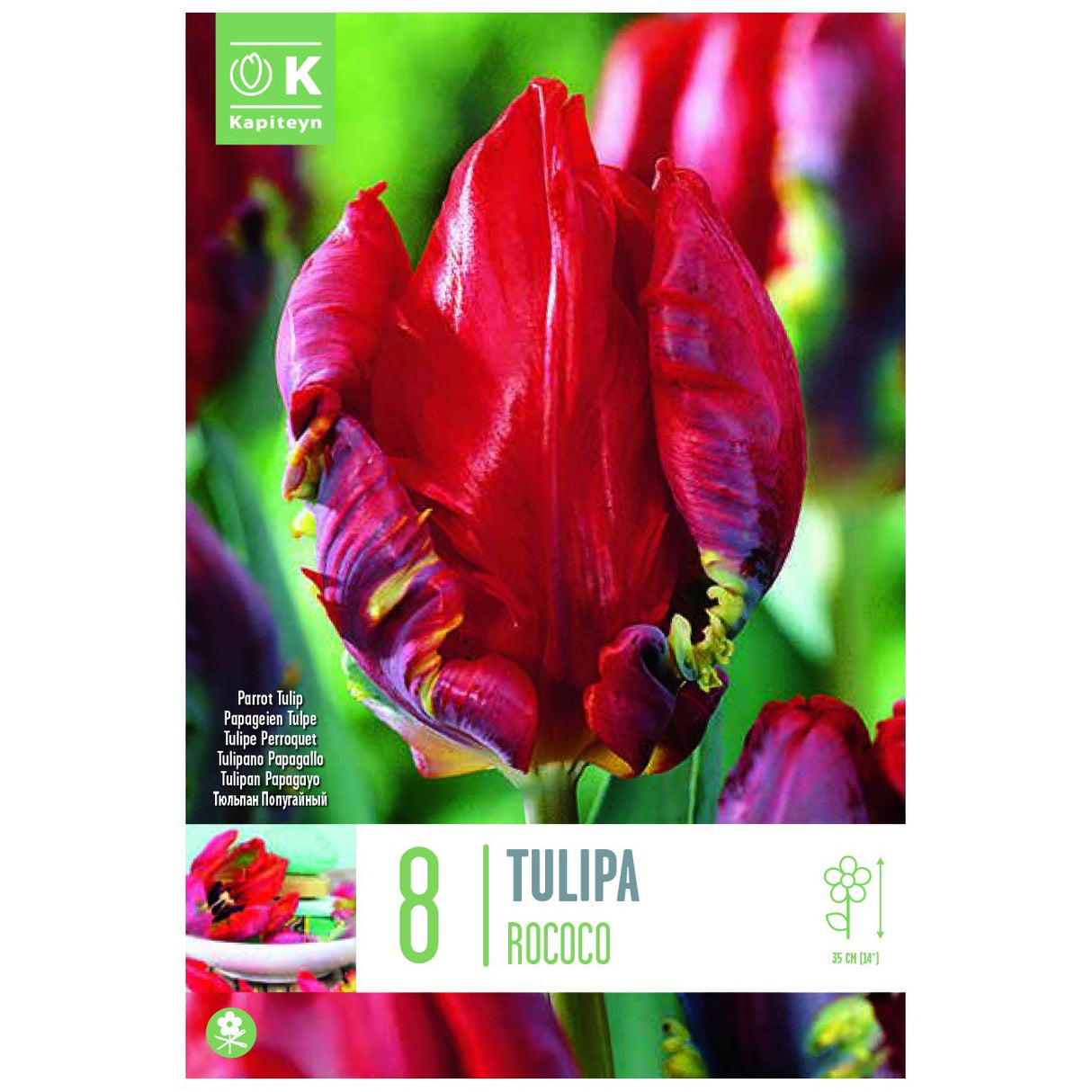 Kapiteyn 8 Rococo Parrot Tulip Spring Flowering Bulbs