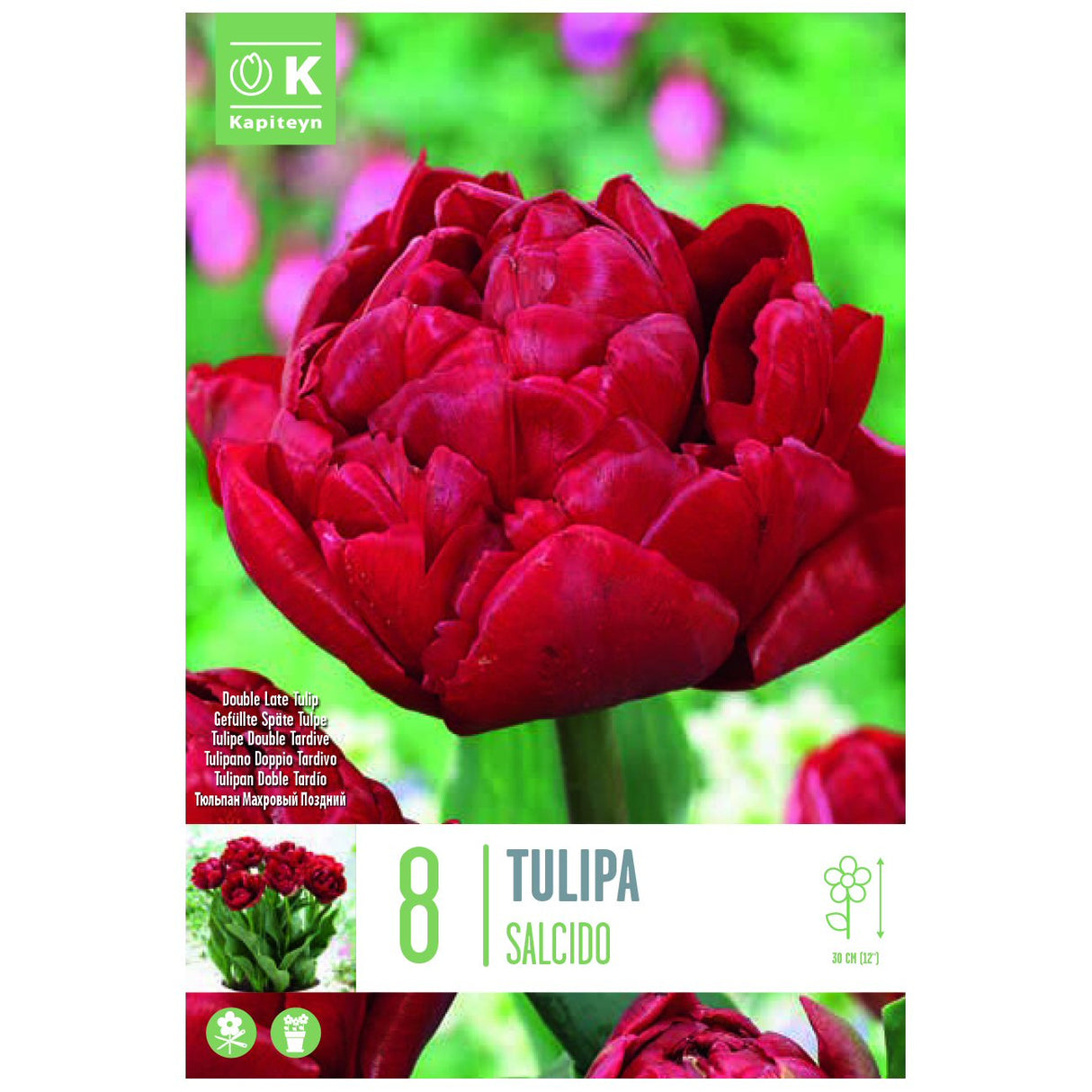 Kapiteyn 8 Salcido Double Late Tulip Spring Flowering Bulbs