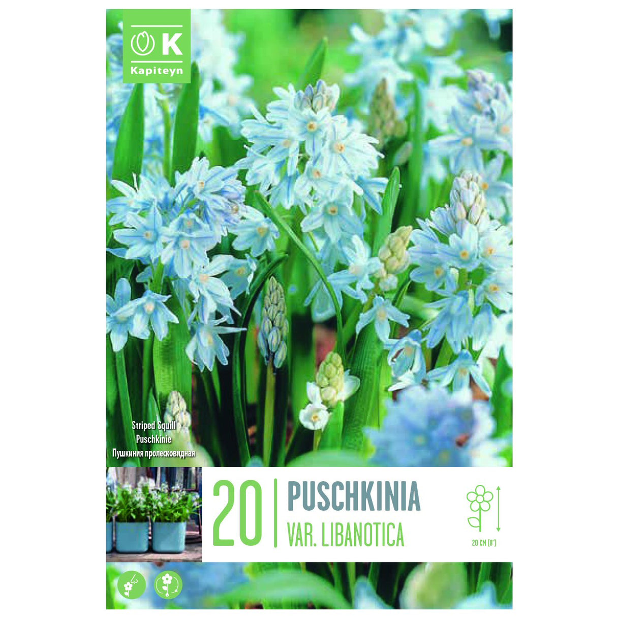 Kapiteyn 20 Scilloides Libanotica Puschkinia Spring Flowering Bulbs