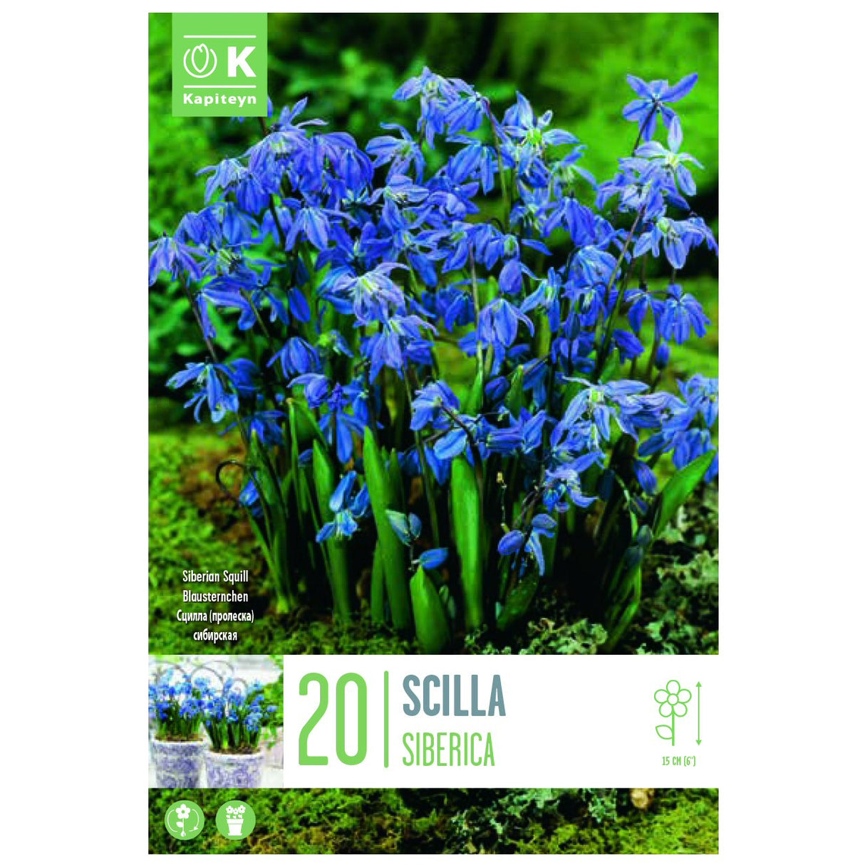 Kapiteyn 20 Siberica Scilla Spring Flowering Bulbs