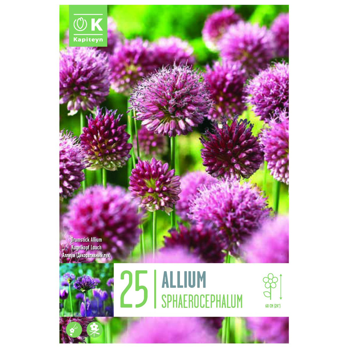 Kapiteyn 25 Sphaerocephalum Allium Spring Flowering Bulbs