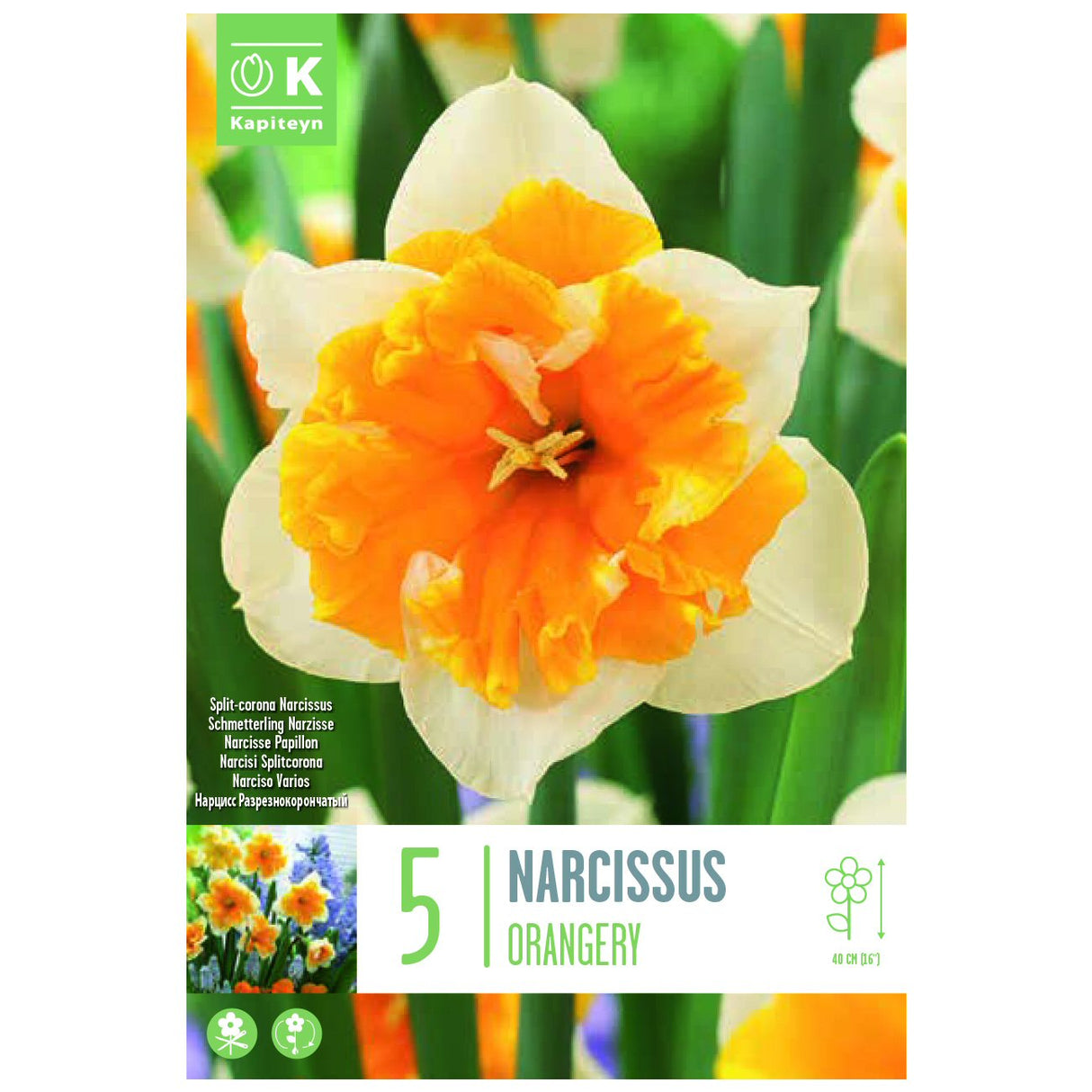 Kapiteyn 5 Split-Corona Orangery Narcissus Daffodil Spring Flowering Bulbs