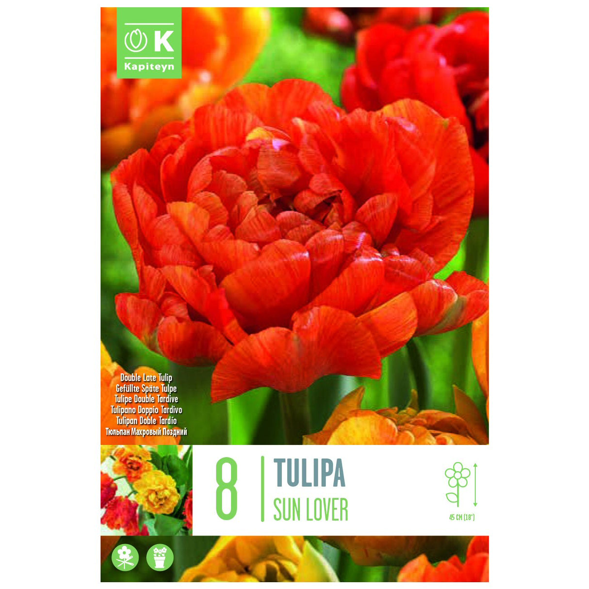 Kapiteyn 8 Sunlover Double Late Tulip Spring Flowering Bulbs