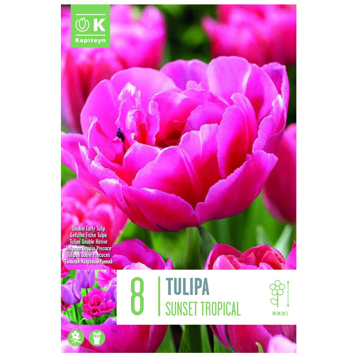 Kapiteyn 8 Sunset Tropical Double Early Tulip Spring Flowering Bulbs